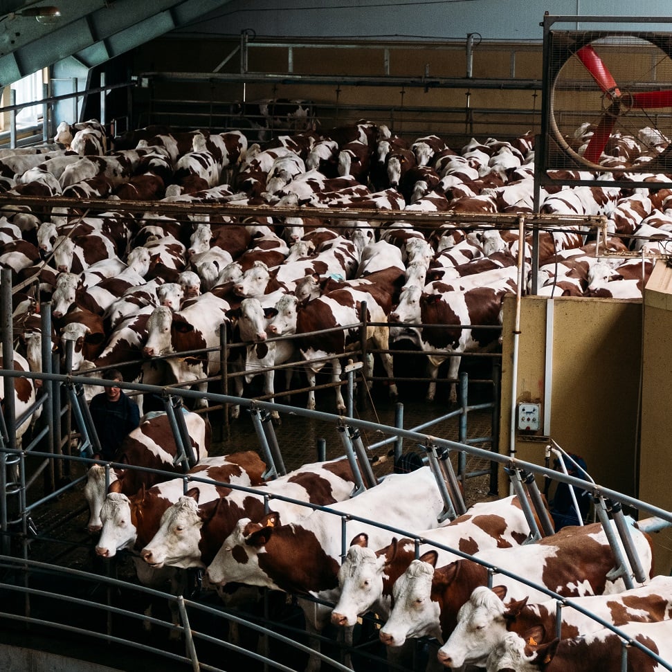 Dairy cows in an intensive system