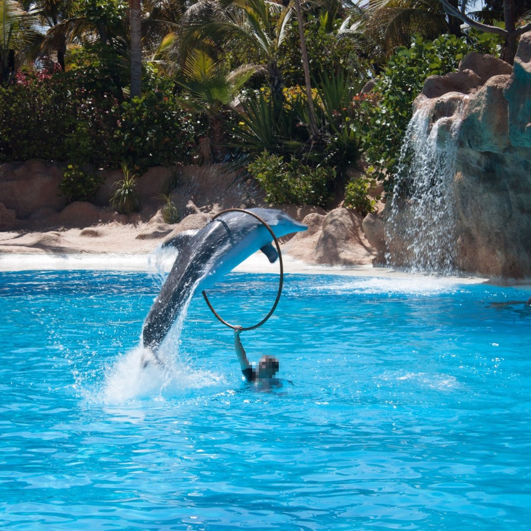 A captive dolphin jumping through a hoop