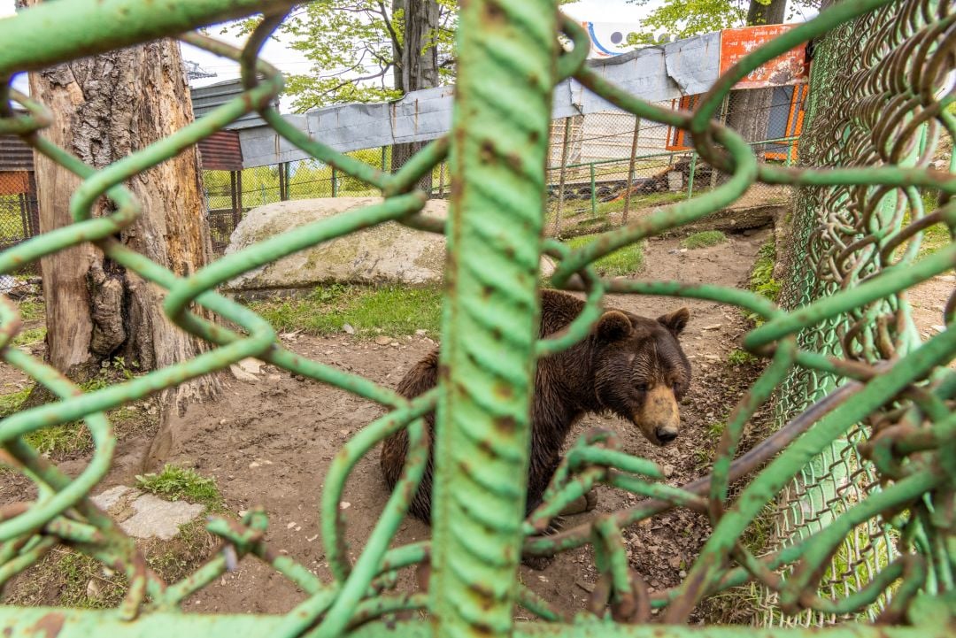 Baloo in his enclosure
