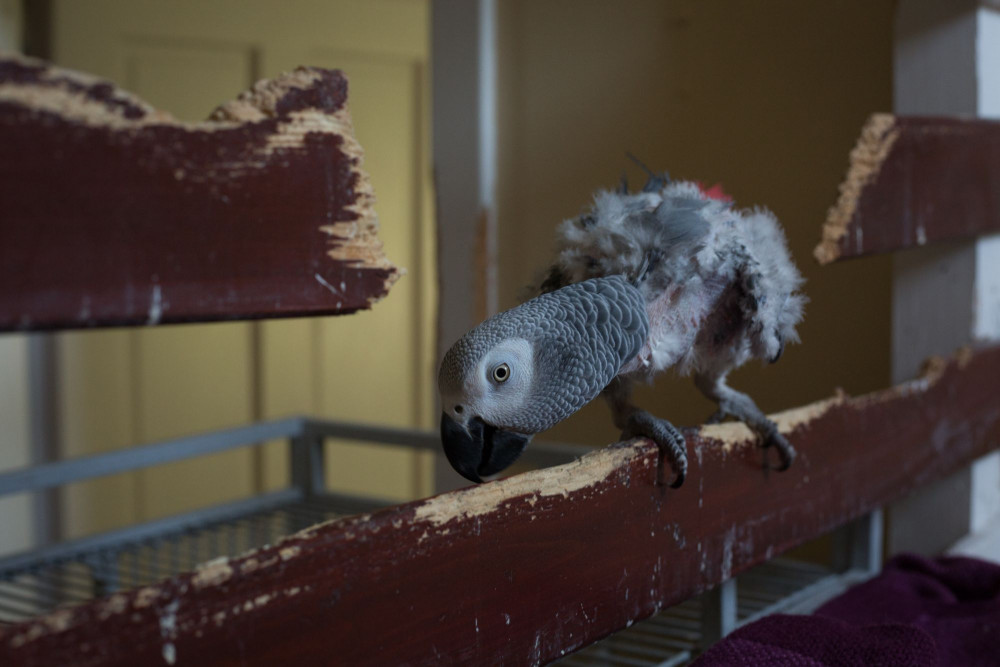 Grey parrot