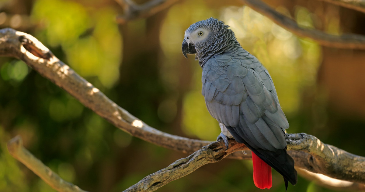 A day in the life of a poached parrot