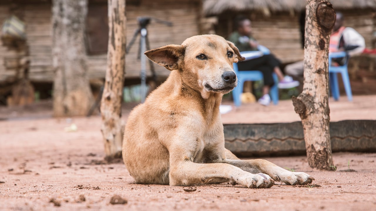 dog, Kenya