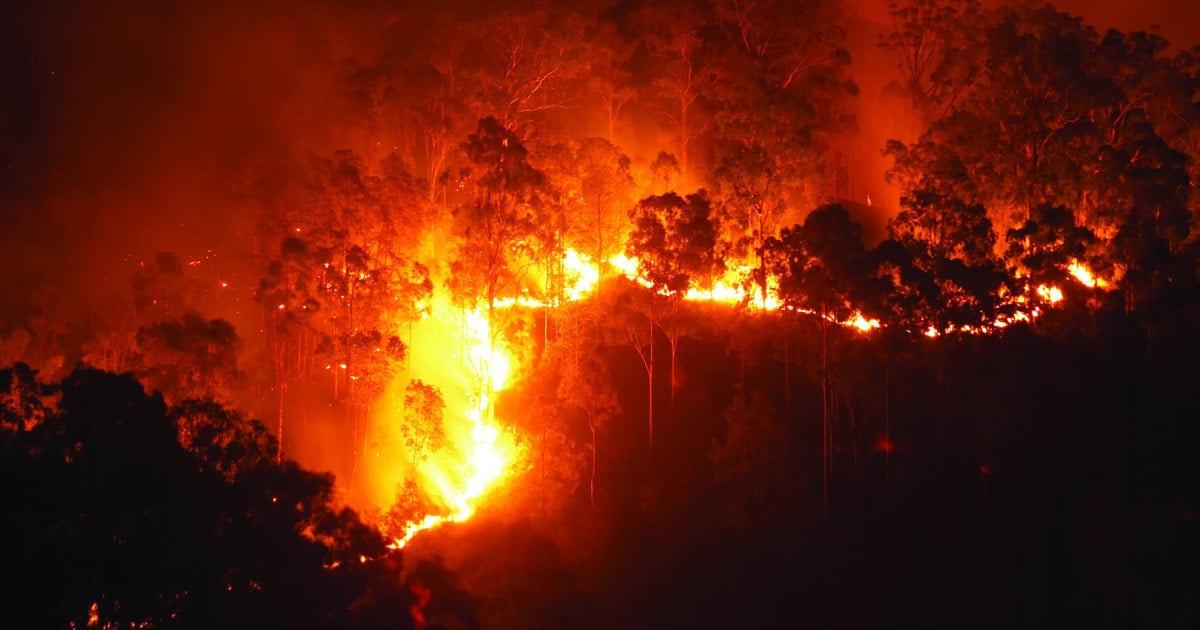 Pictured: A forrest fire
