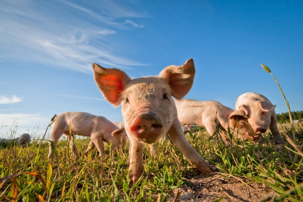  Piglets outside on a high welfare farm