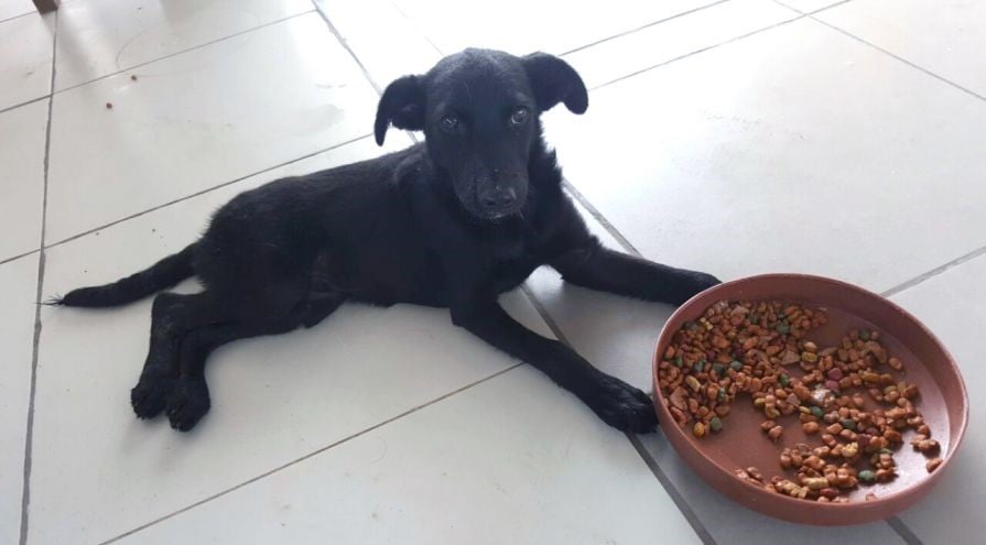 Valentino the puppy recovers from injuries during Ecuador earthquake