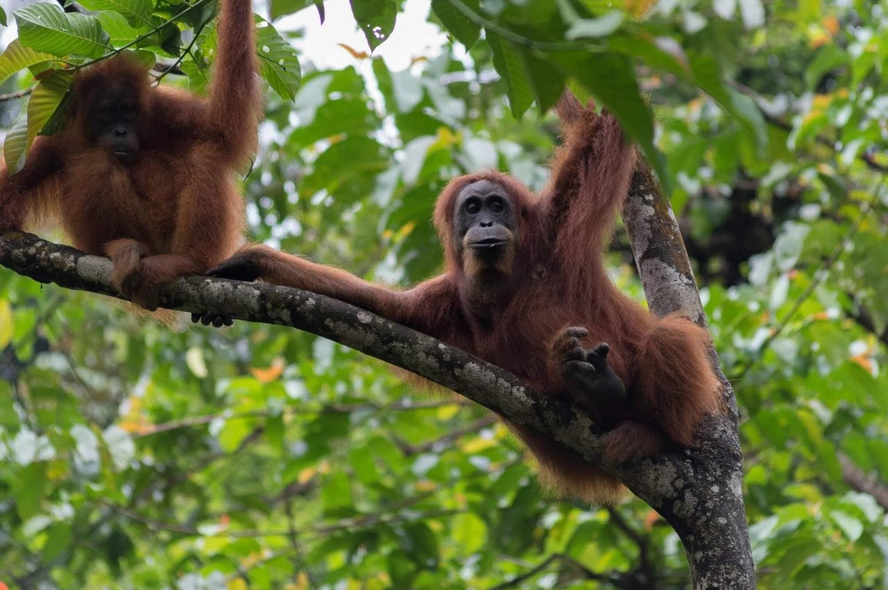 Orangutans at a wildlife heritage site