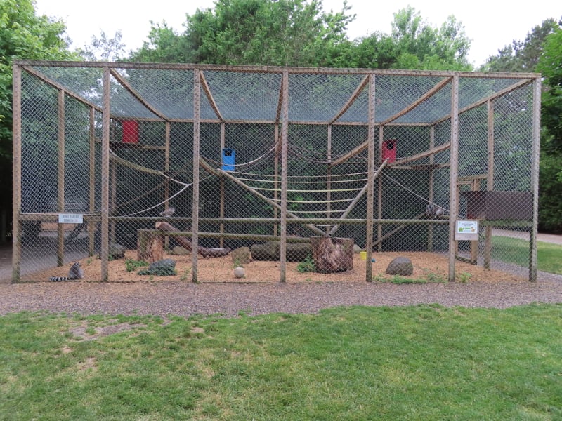 A Ring-tailed lemur enclosure at a roadside zoo