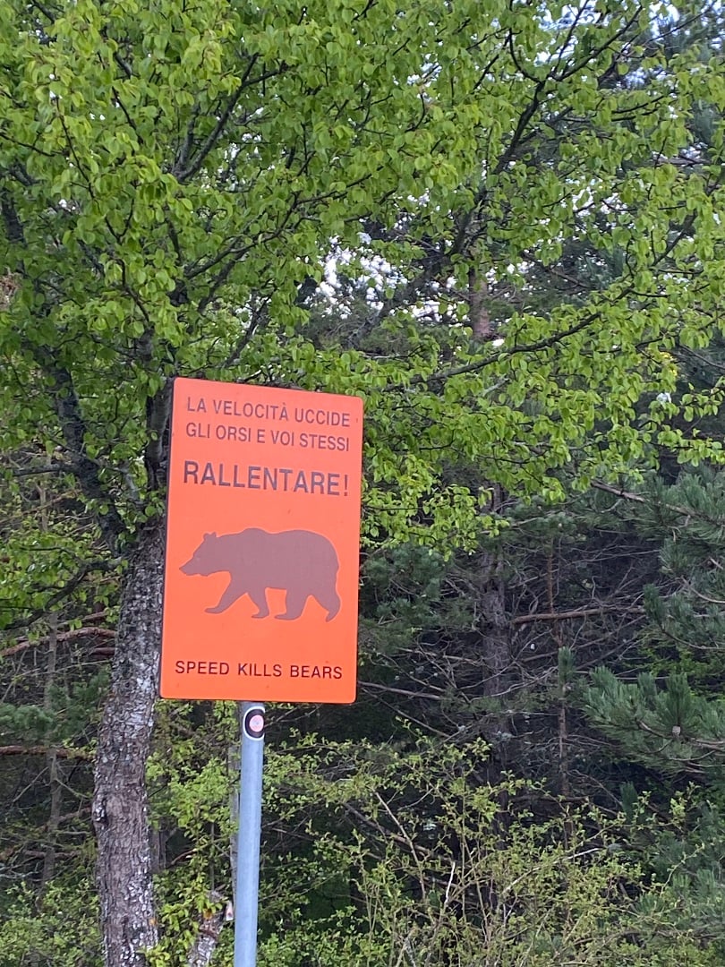 A sign that reads "Speed kills bears"