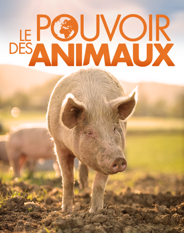 Le pouvoir des animaux