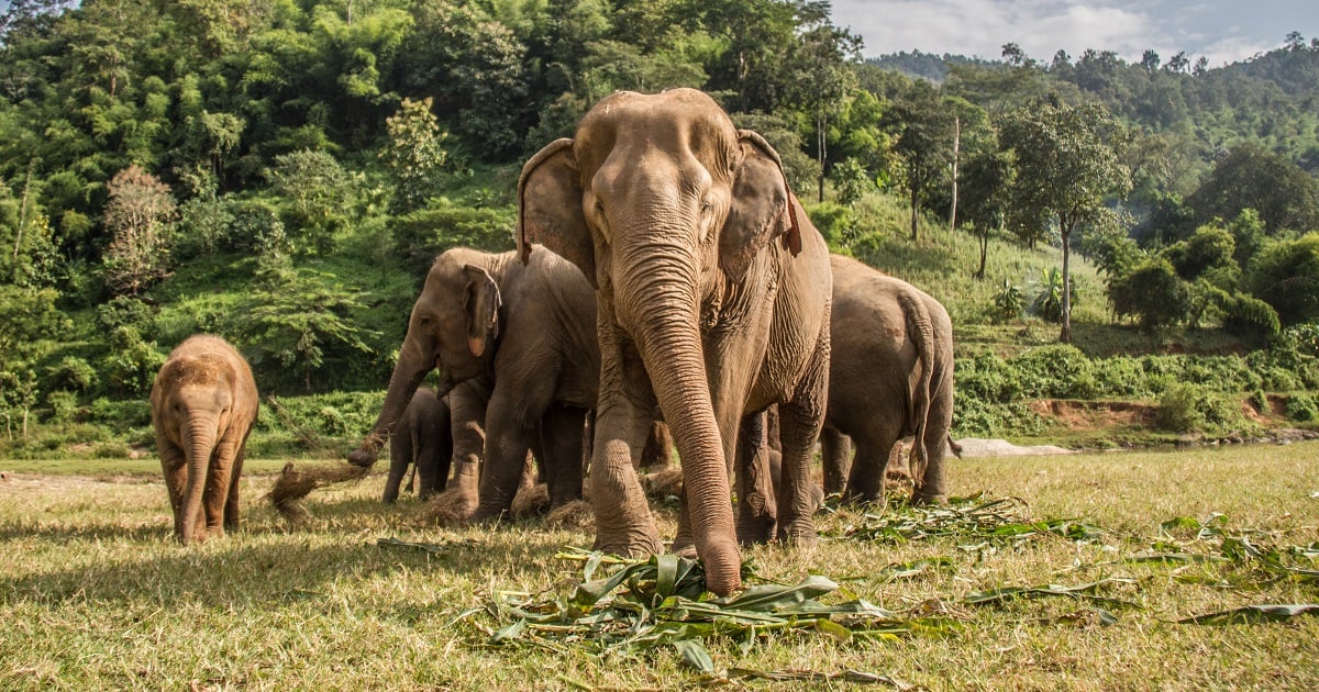 Elephants in the wild