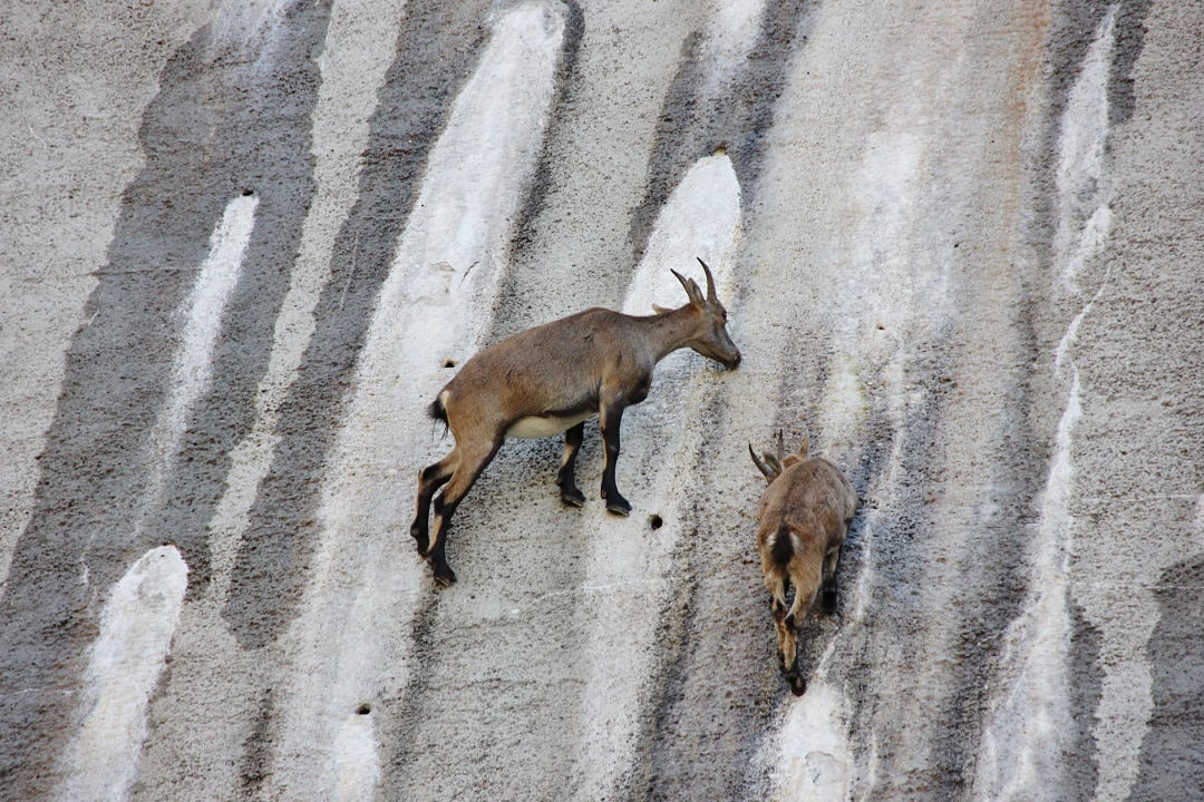 Ibex licking salt off a dam