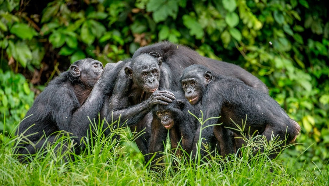 A group of Bonobos