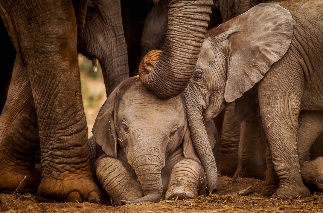 Baby elephants