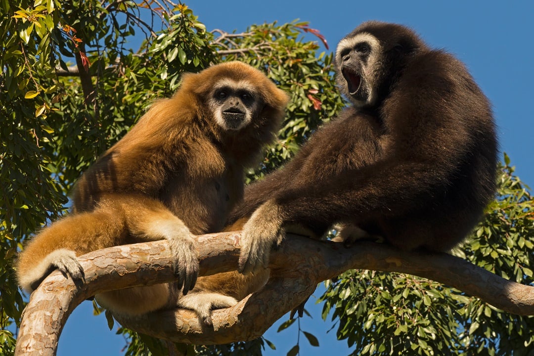 Two Gibbons singing