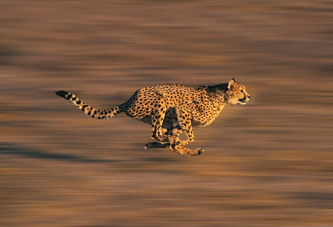 A cheetah running