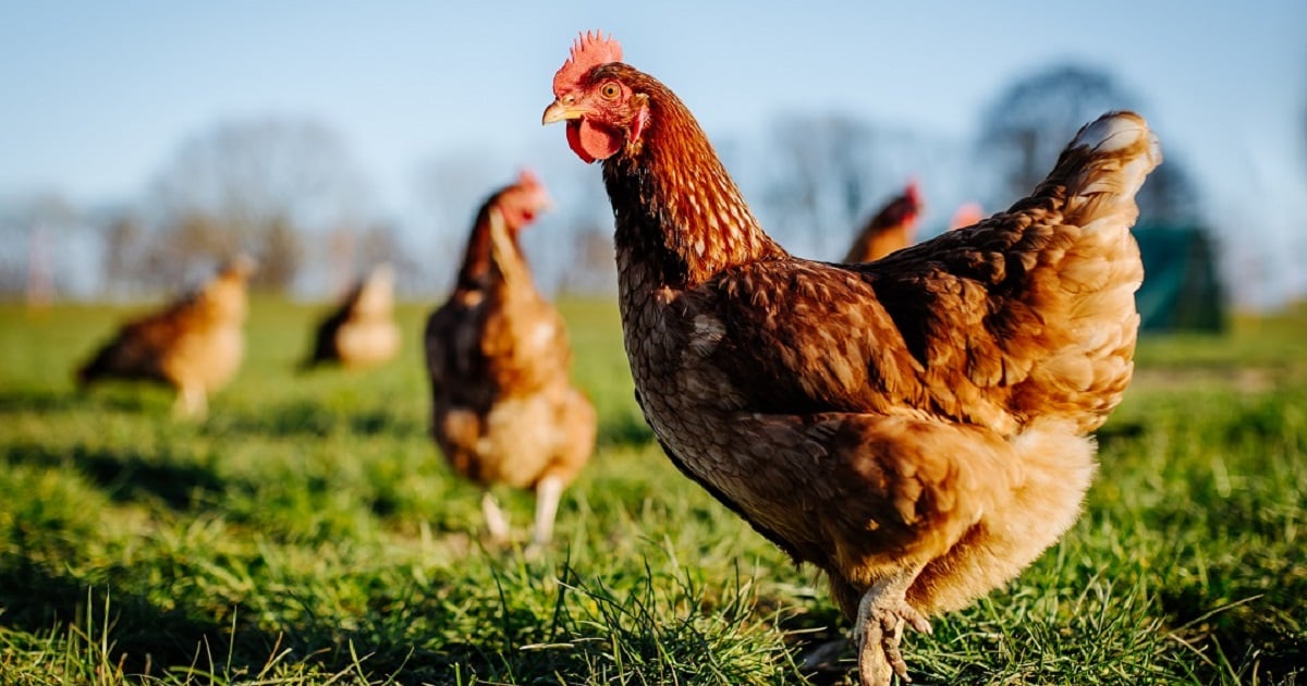 Chickens outdoors on a high welfare farm