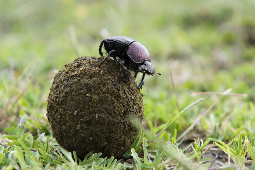 A dung beetle on a ball of dung