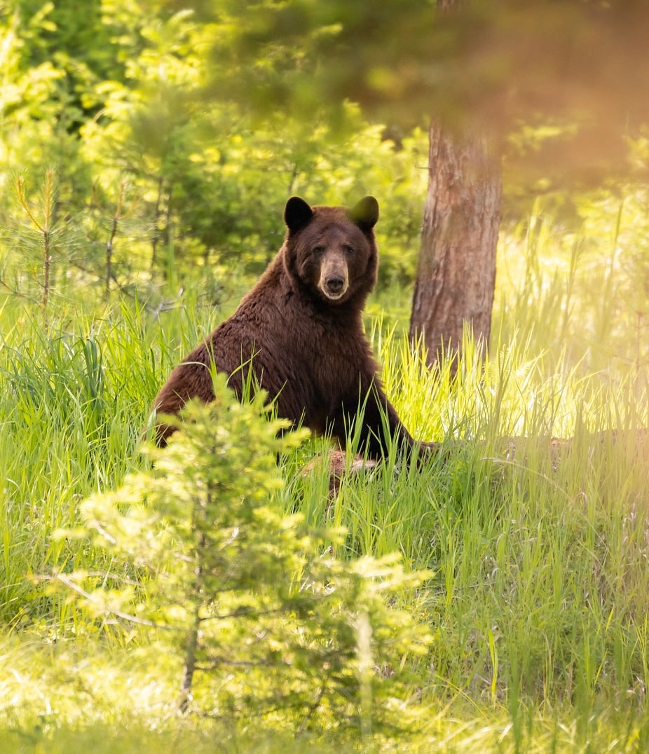 A bear in the wild