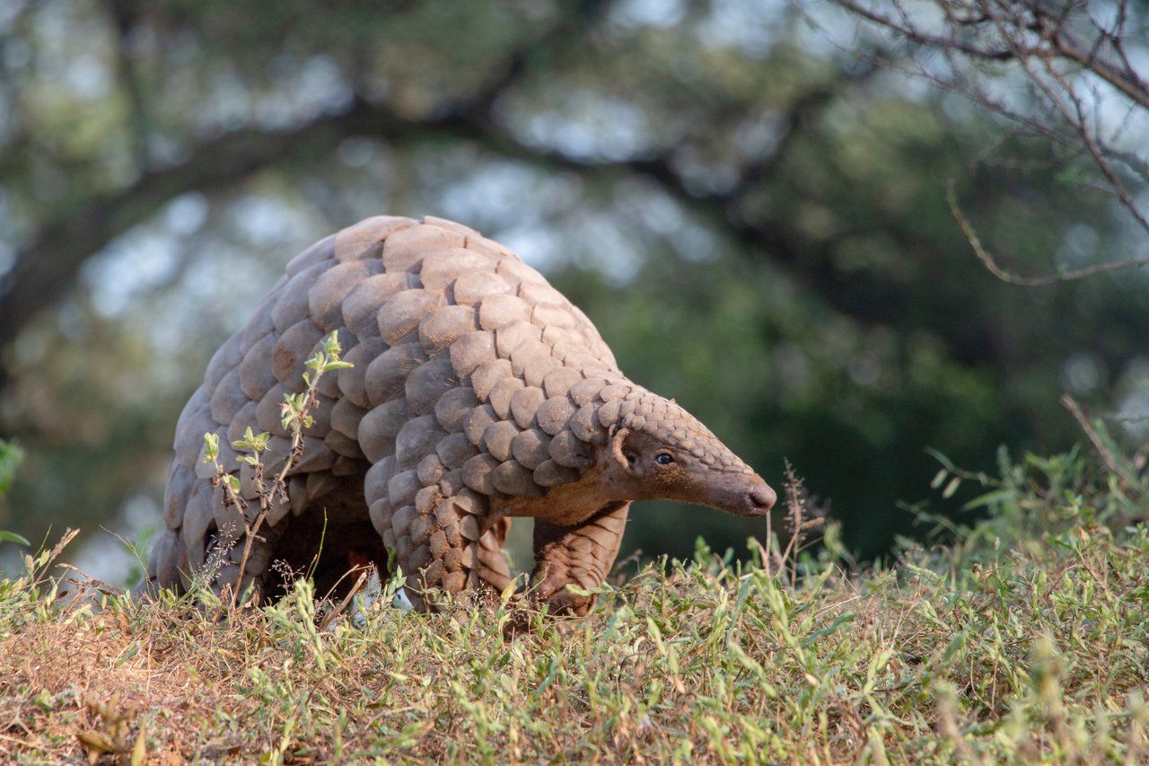 A pangolin in the wild