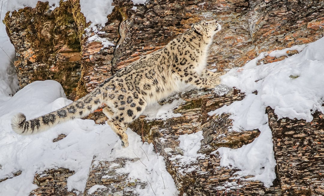 A snow leopard leaping through the air