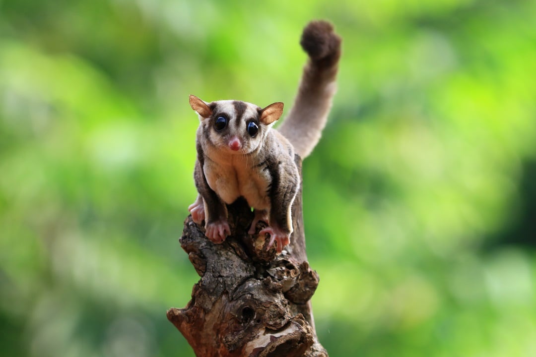 A sugar glider in the wild