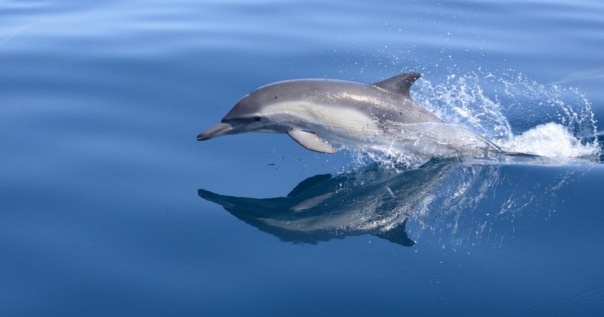 A dolphin swimming in the wild