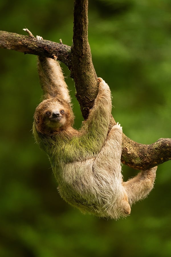 A wild sloth hanging from a tree