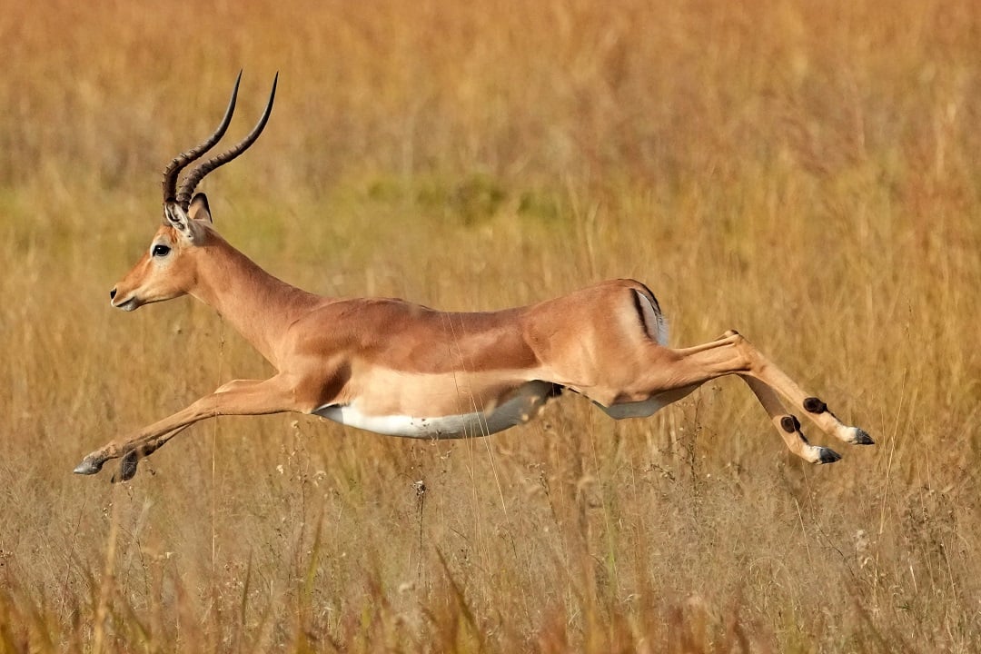 A leaping impala