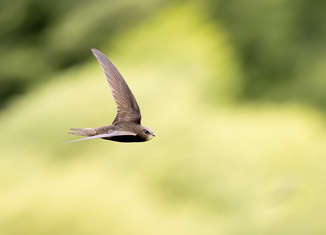 A common swift in flight