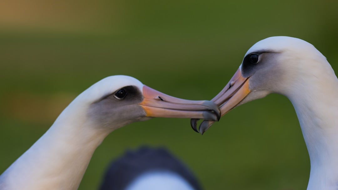 Two Albatrosses