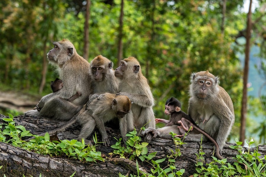 Long-tailed macaques