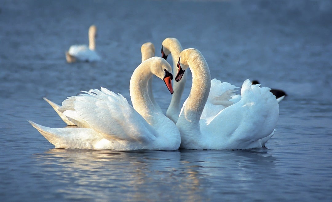 Two swans