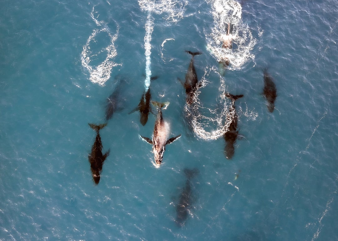 Humpback whales in migration