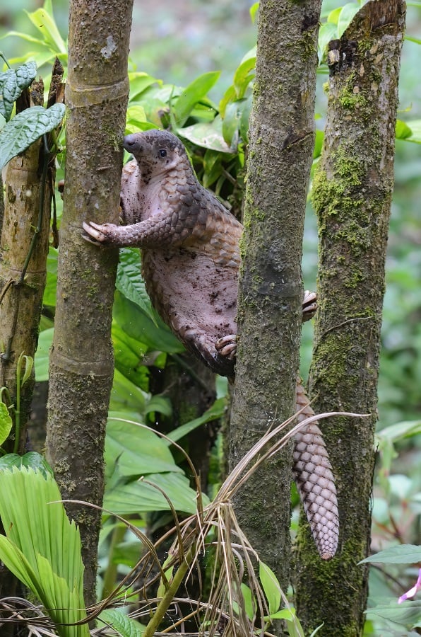 A wild pangolin climbing a tree