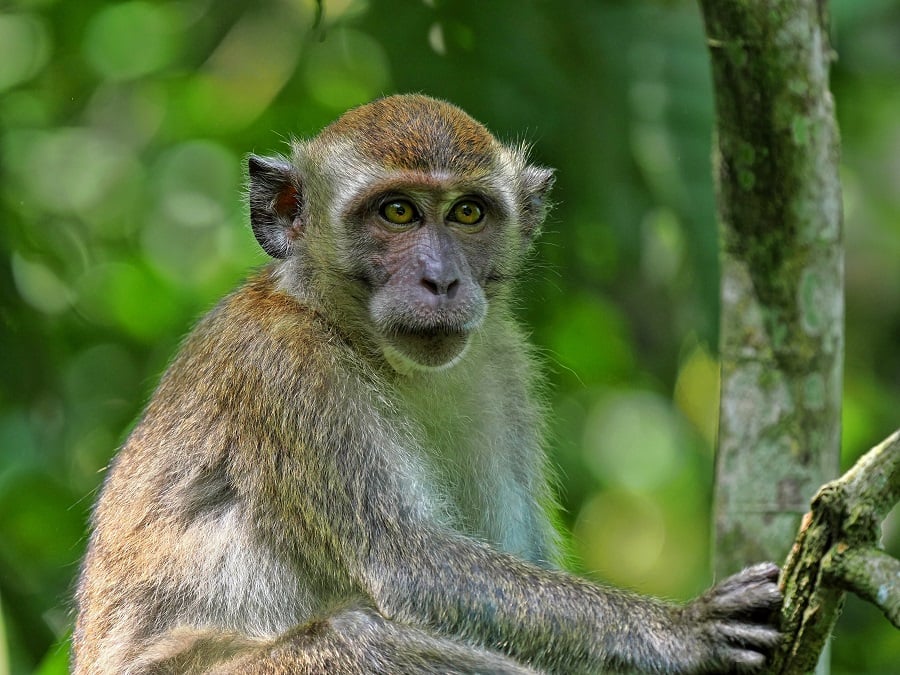 Long-tailed macaque