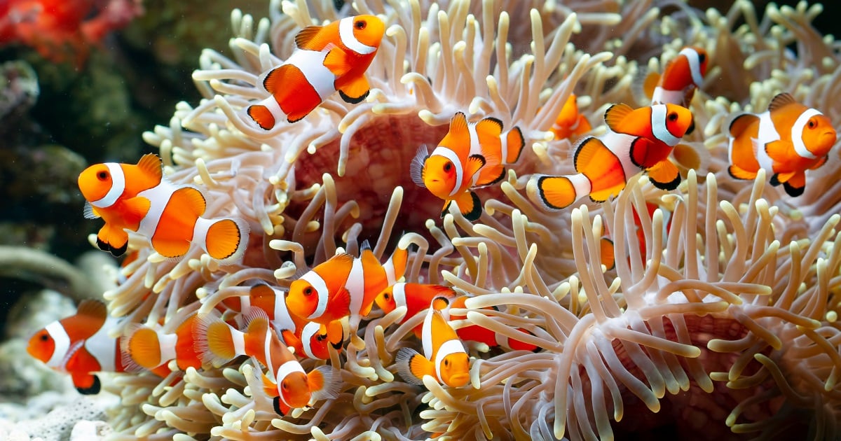 A group of clown fish in an anemone