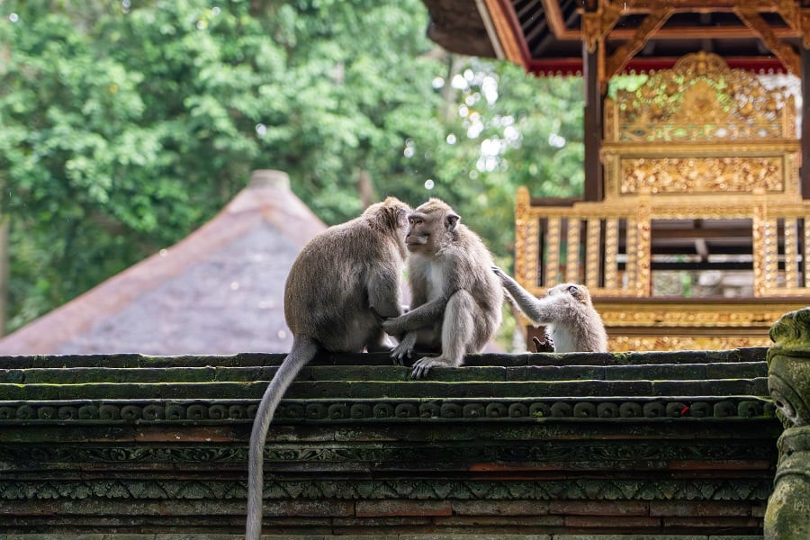 Long-tailed macaques