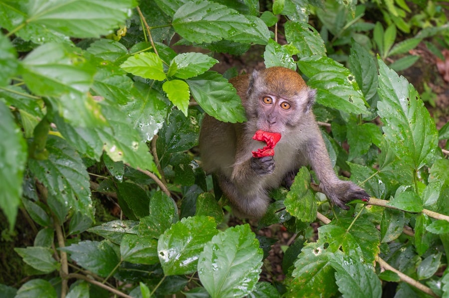 Long-tailed macaque