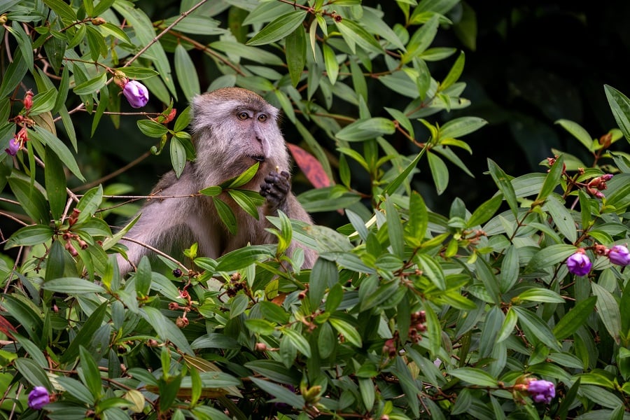 Long-tailed macaque