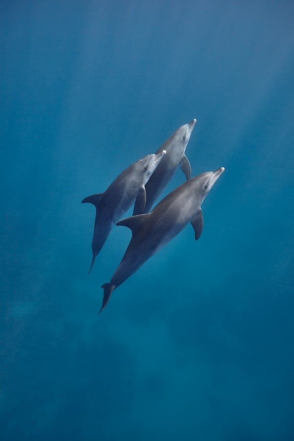 Dolphins in the wild