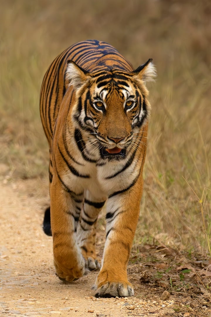 A wild tiger