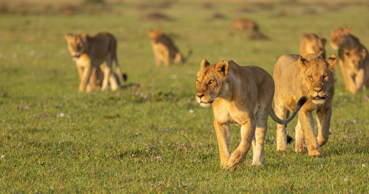 A lion pride in the wild