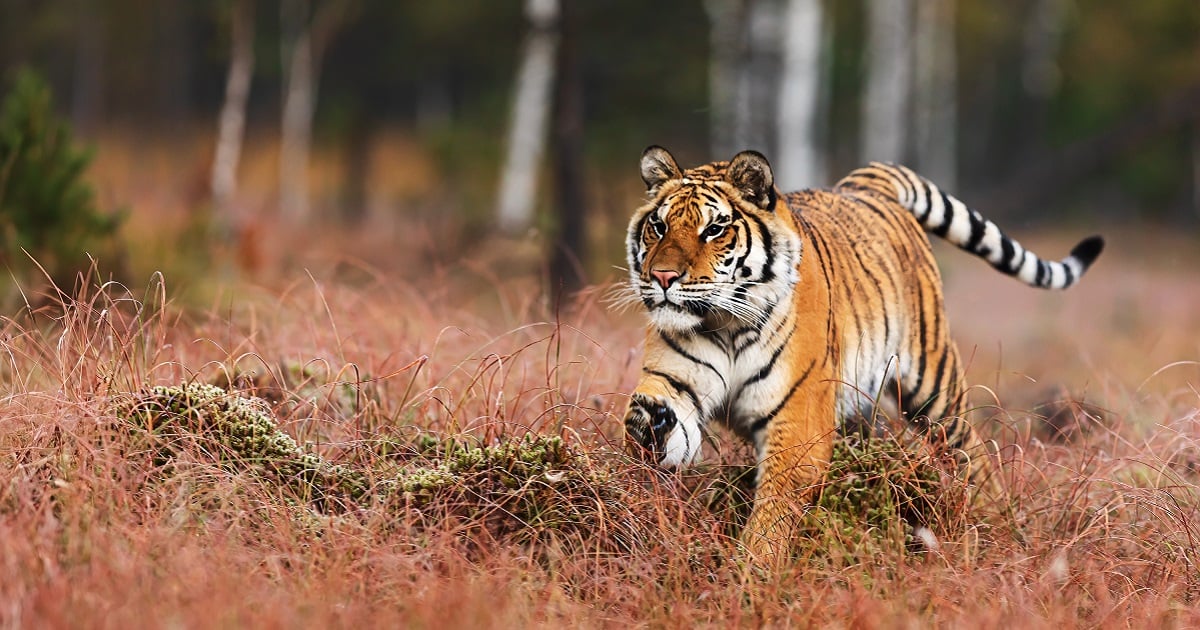 A Siberian tiger in the wild