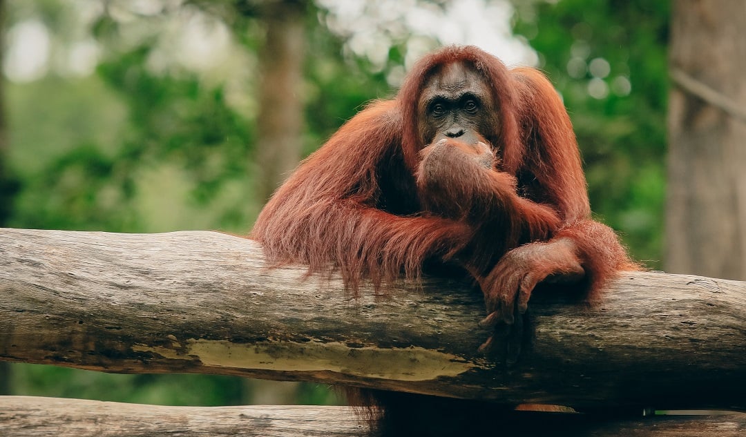 An orangutan thinking