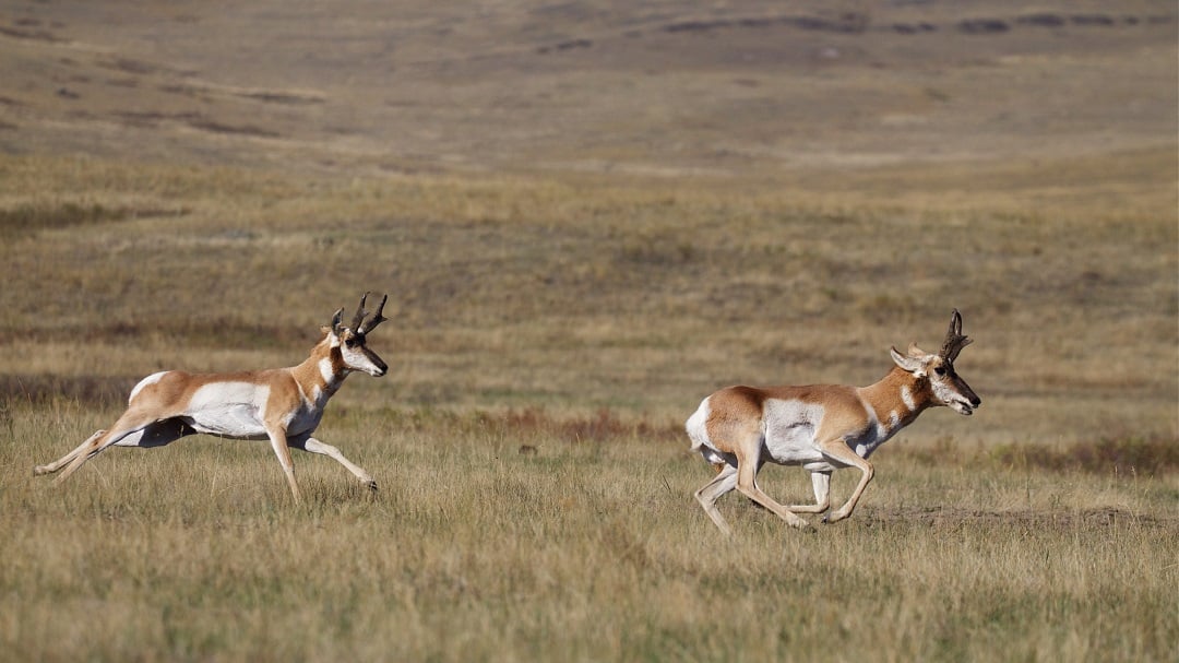 Pronghorn antelope running across the prairie