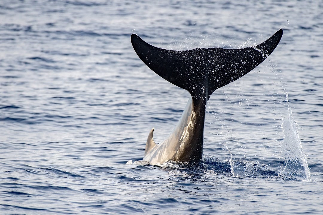 A Cuvier’s beak whale tail flapping