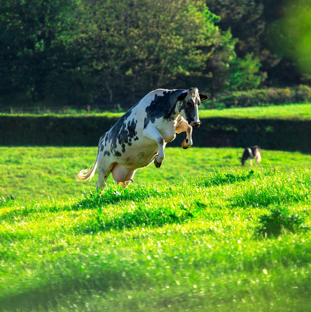 A cow jumping for joy