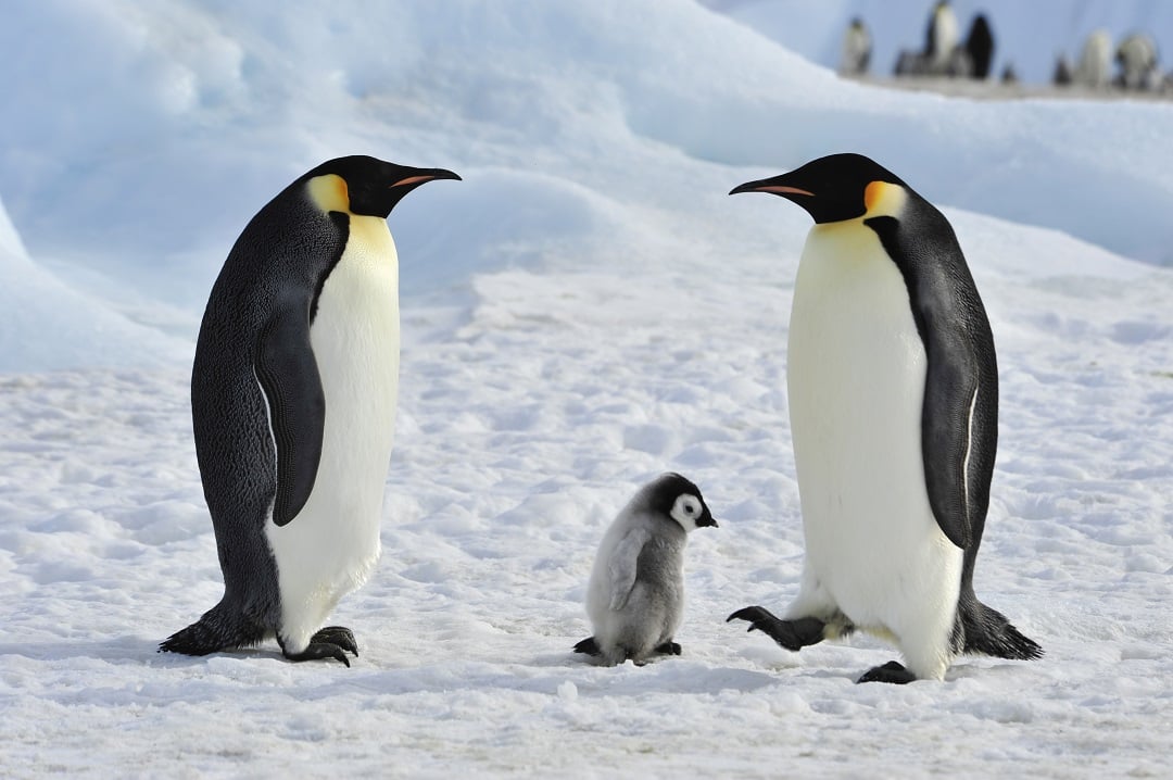 A penguin family