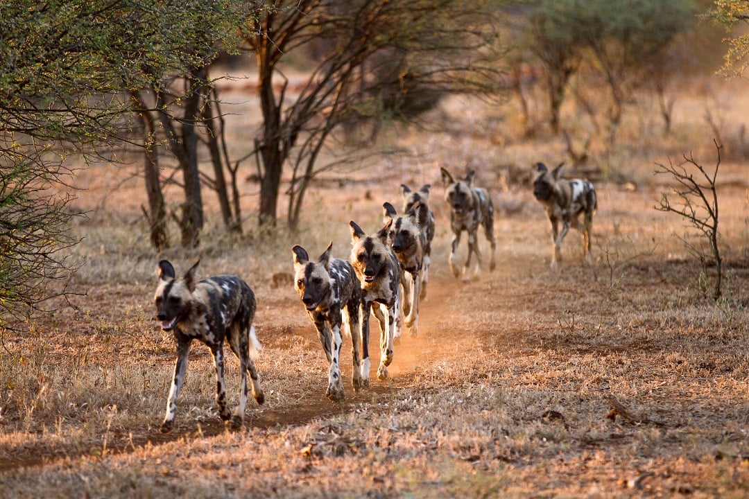 African wild dogs hunting in a pack