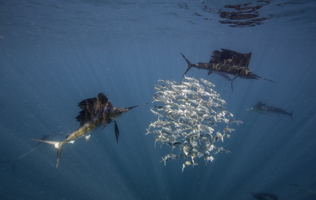 Sailfish hunting